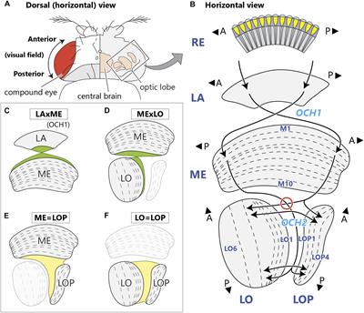 The Organization of the Second Optic Chiasm of the Drosophila Optic Lobe